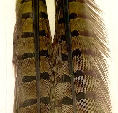 Wapsi Pheasant Tail Feathers (Pair)