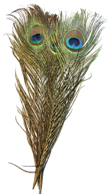 Feather Merchants Peacock Eyes