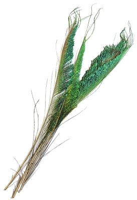 Feather Merchants Peacock Swords