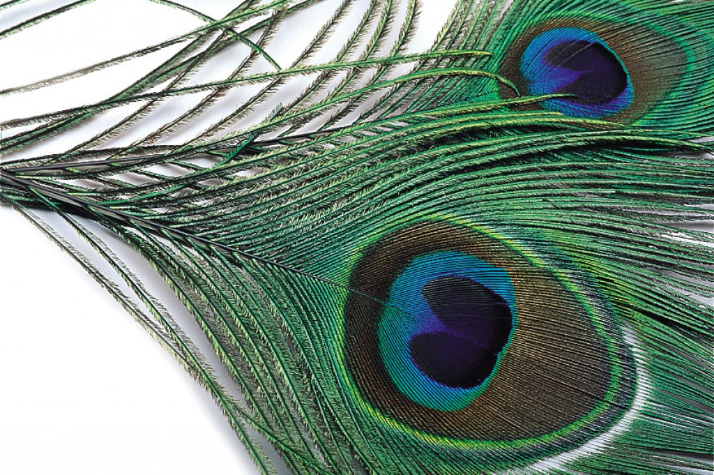 Veniard Peacock Eye tops