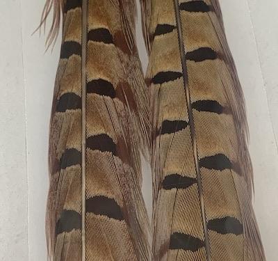 Wapsi Pheasant Tail Feathers (Pair)